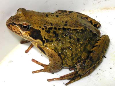 Common Frog | KRAG
